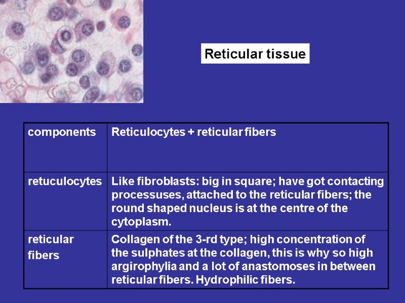 Reticular tissue